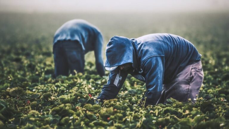 lavoratori in nero campagne italiane quanti sono